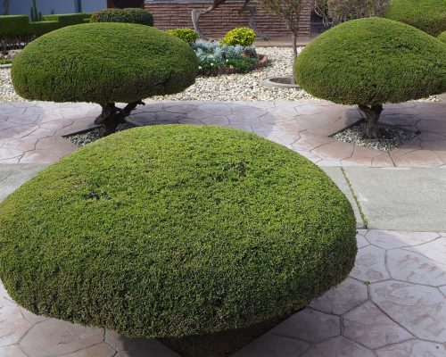 trees, trimmed, shaped, manicured, gardening, trimming, pruning, outdoor, nature, trimming, pruning, pruning, pruning, pruning, pruning