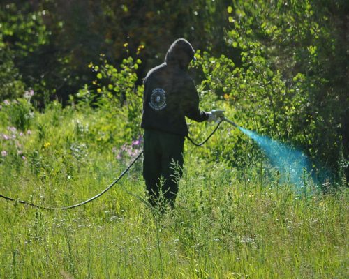Noxious weed control in Glacier National park